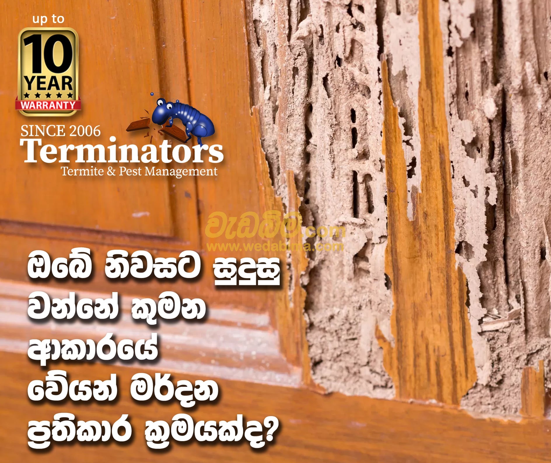 anti termite solution