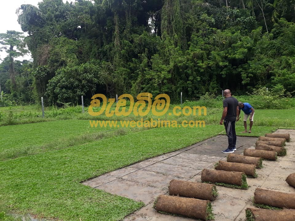 grass suppliers price in sri lanka