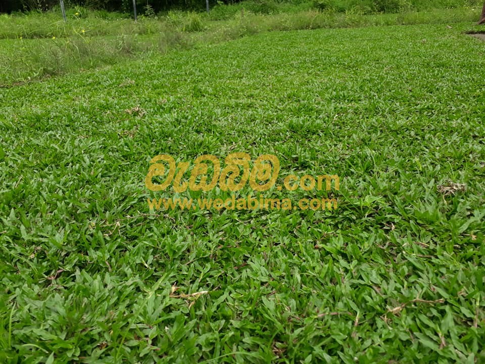 Malaysian Australian Grass Suppliers in Colombo