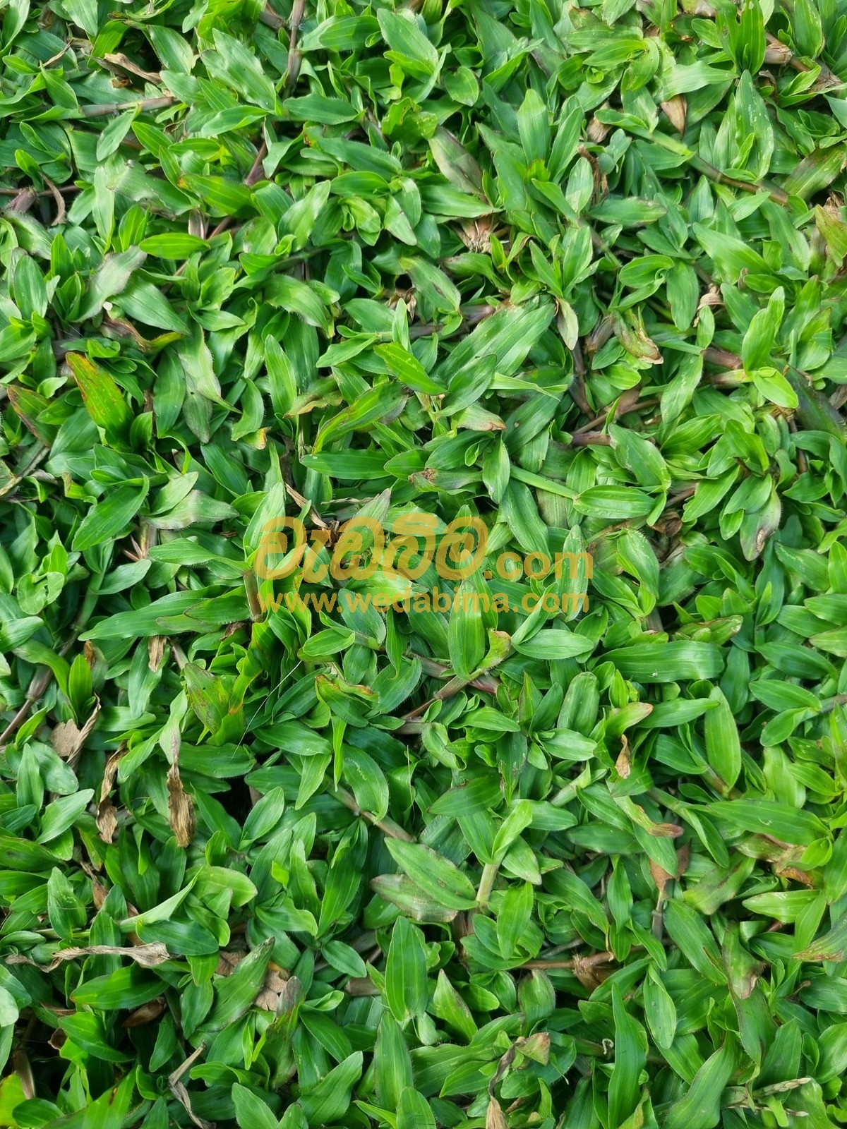 Cover image for Grass for Sale in Sri Lanka