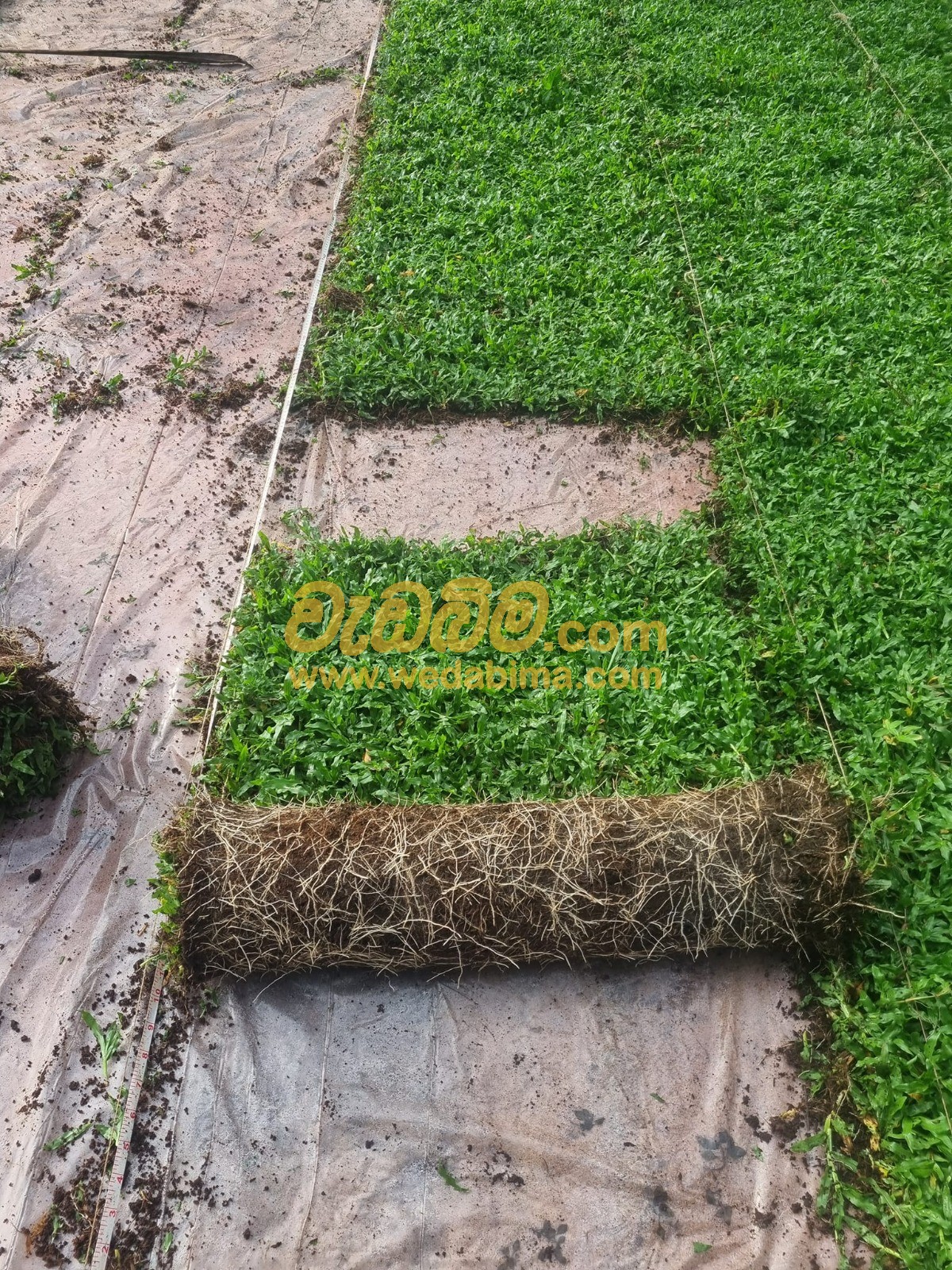 Malaysian grass carpet price in Sri Lanka
