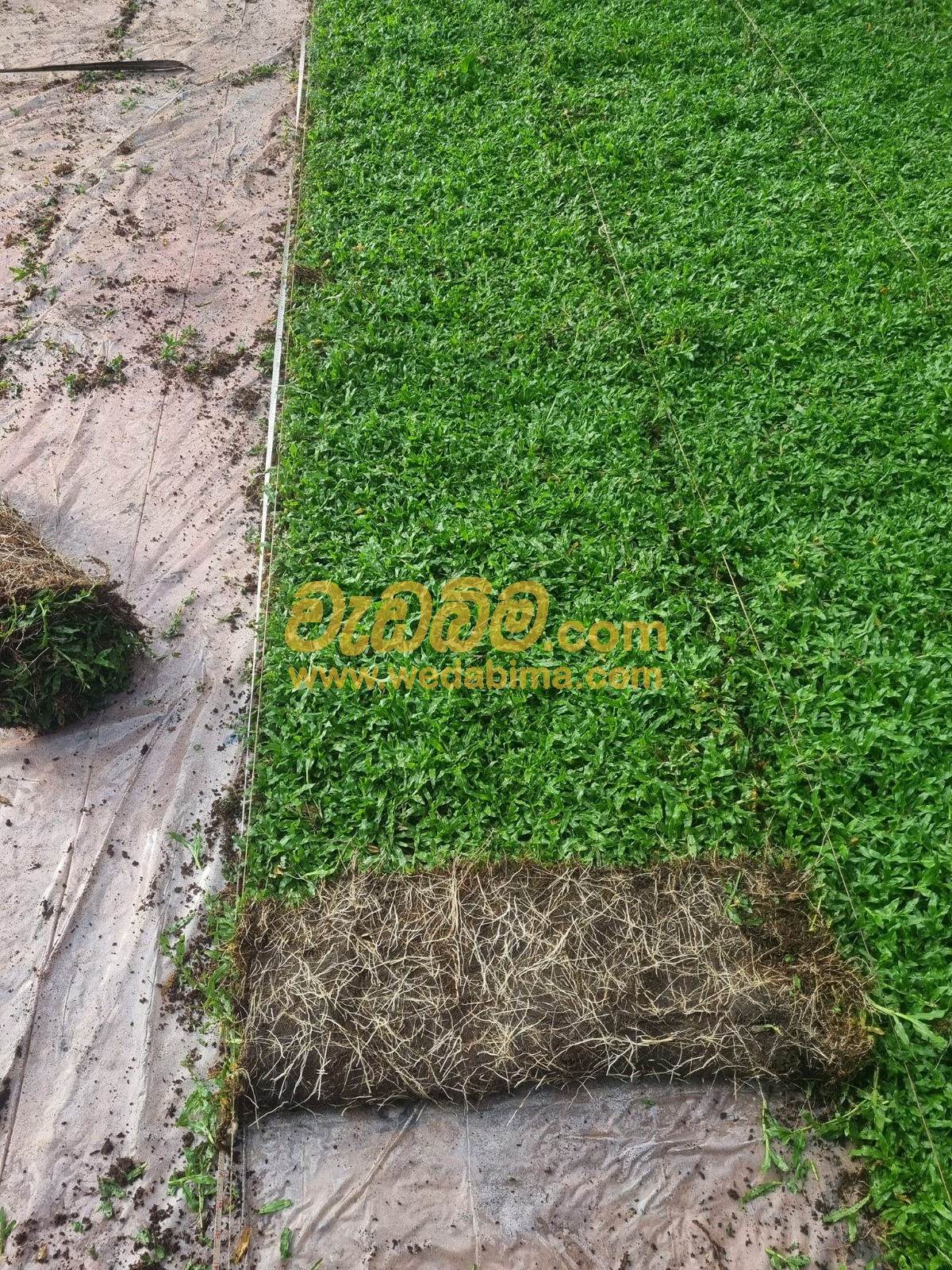 Malaysian grass supplier in sri lanka