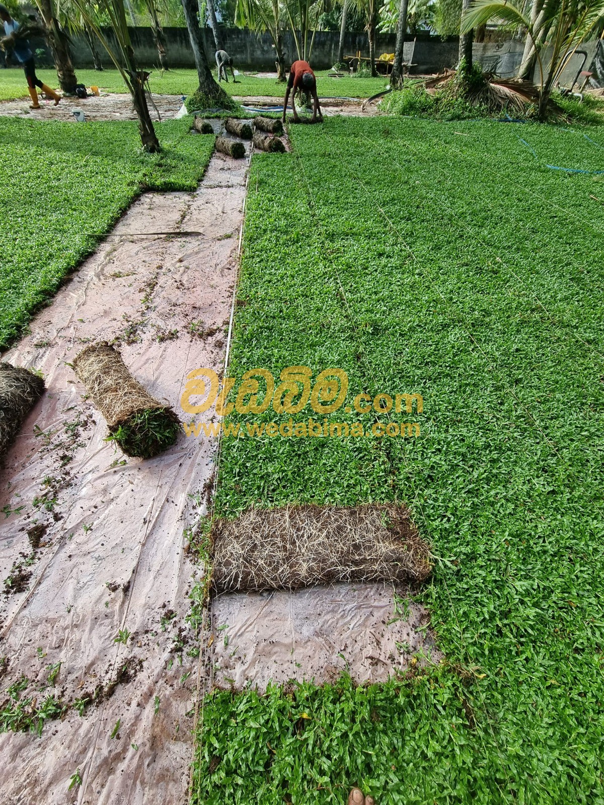 Cover image for Grass suppliers Sri lanka