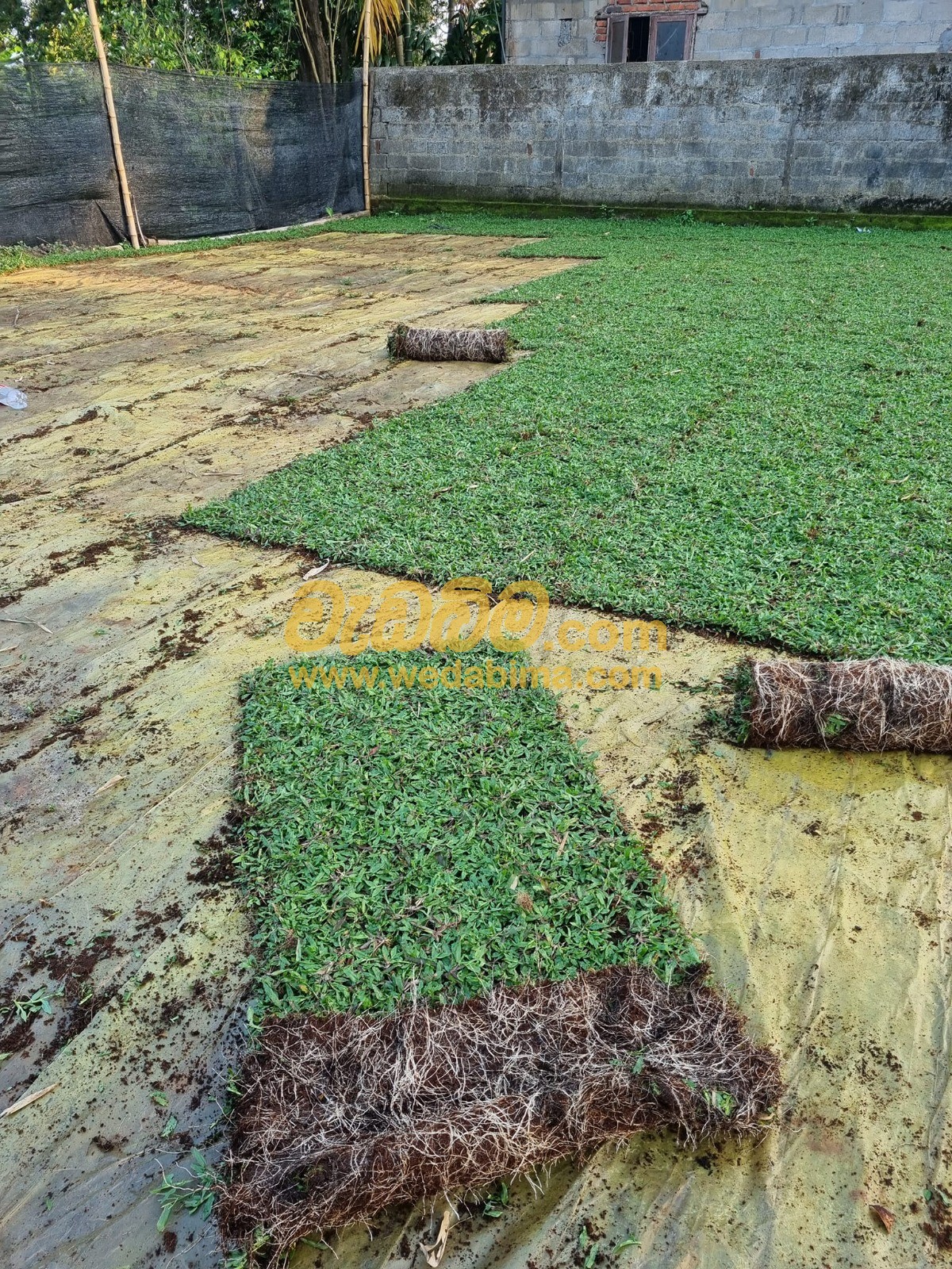 Cover image for Malaysian grass in sri lanka price