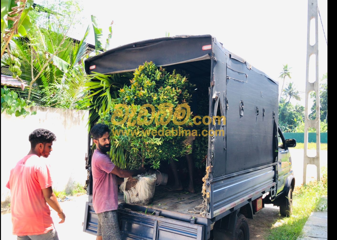 planting work in sri lanka