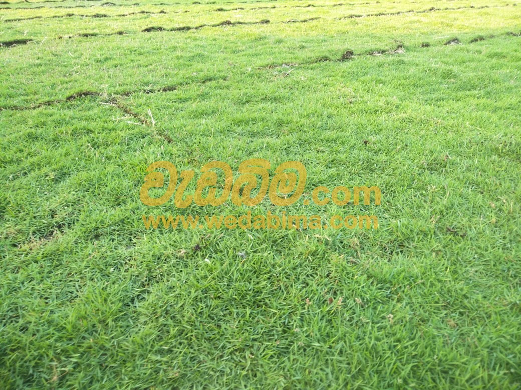 Cover image for Australian Grass Price In Sri Lanka