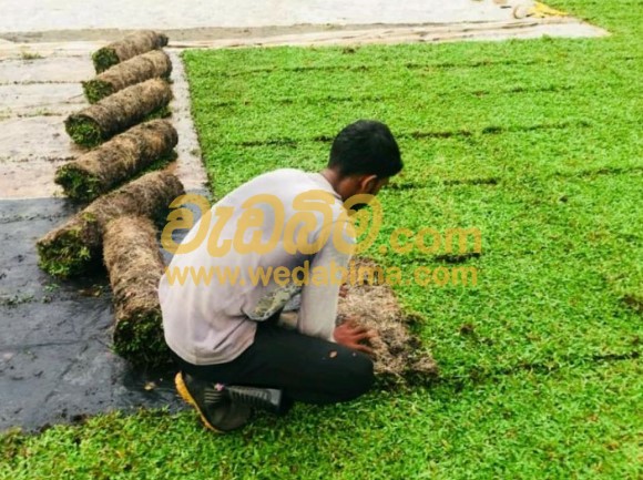 Cover image for Malaysian Grass Price In Sri Lanka