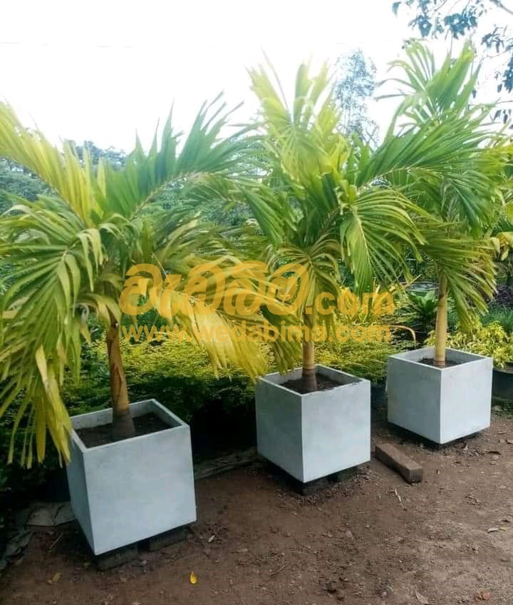 Outdoor Plant Sale Price In Colombo