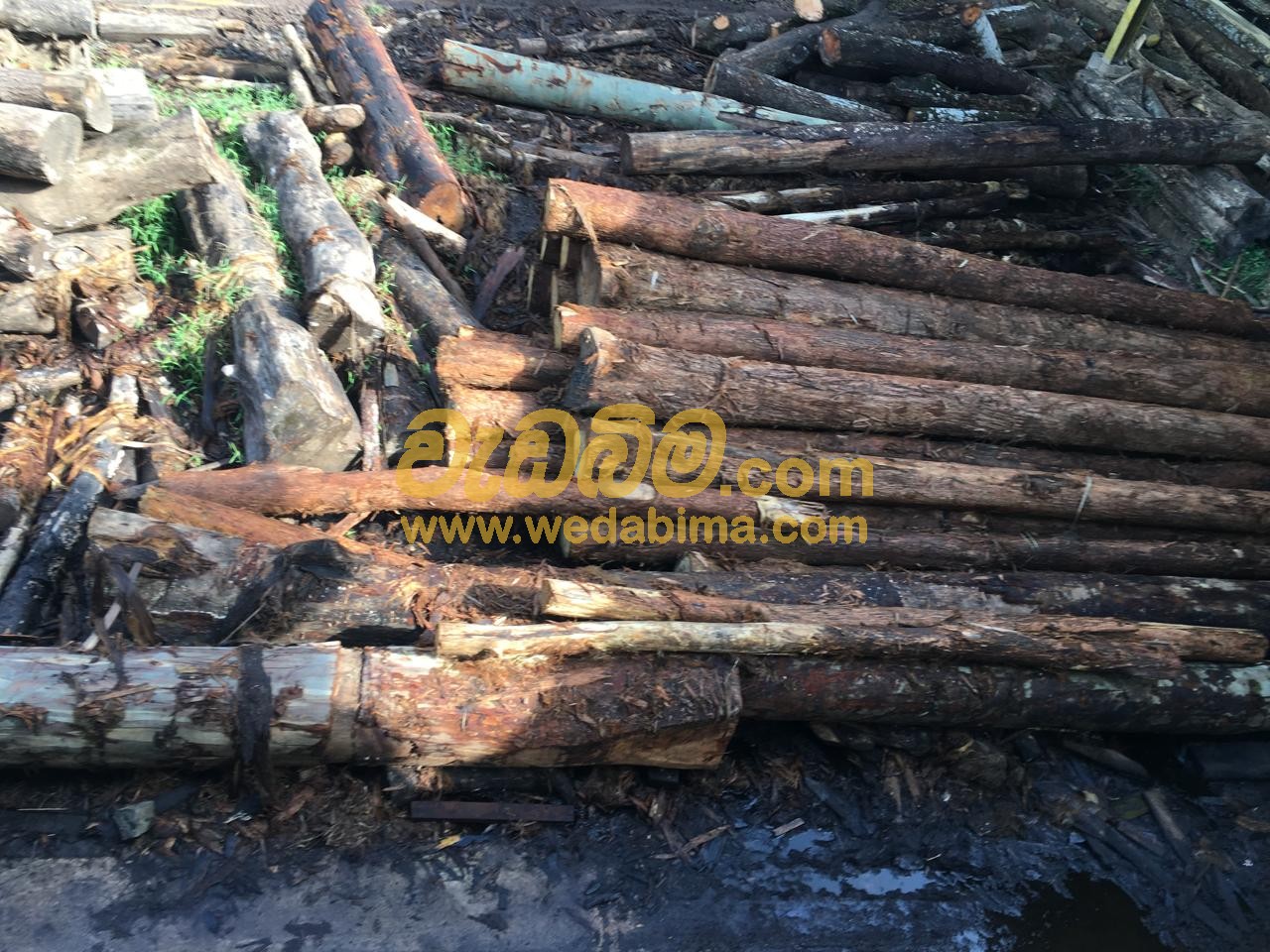 Cover image for Mahogany Wood price in gampaha