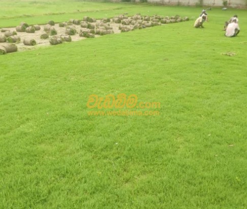 Cover image for Australian Grass Price In Weliweriya