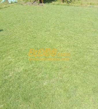 Cover image for Malaysian grass supplier in Weliweriya