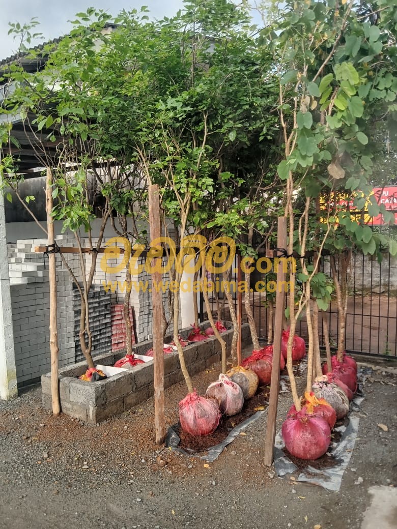 Cover image for Root ball trees for sale and Installation In Sri lanka