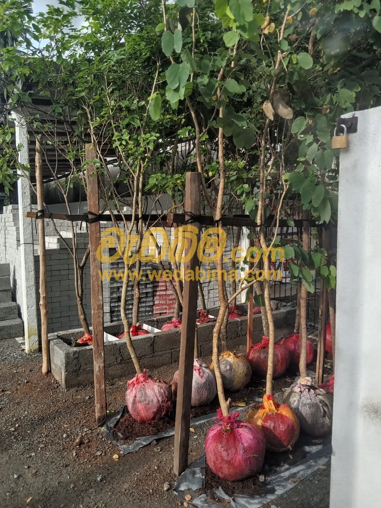 Root ball trees for sale and Installation Price in Weliweriya