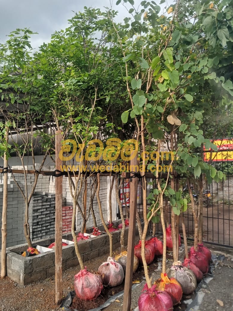 Root ball trees for sale in Weliweriya