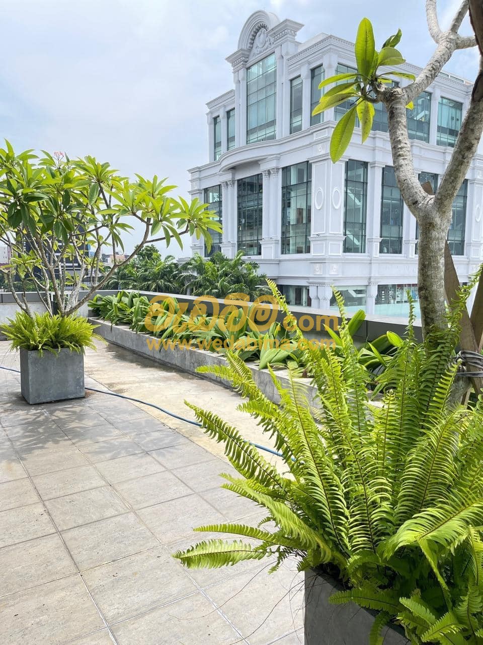 Cover image for Garden Plants in colombo