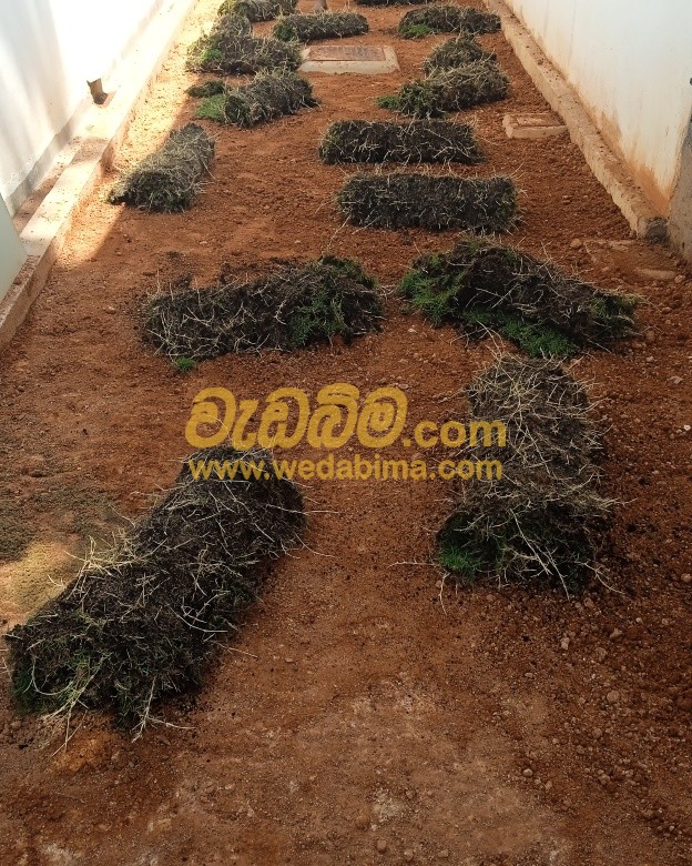 Cover image for grass landscape design price in sri lanka