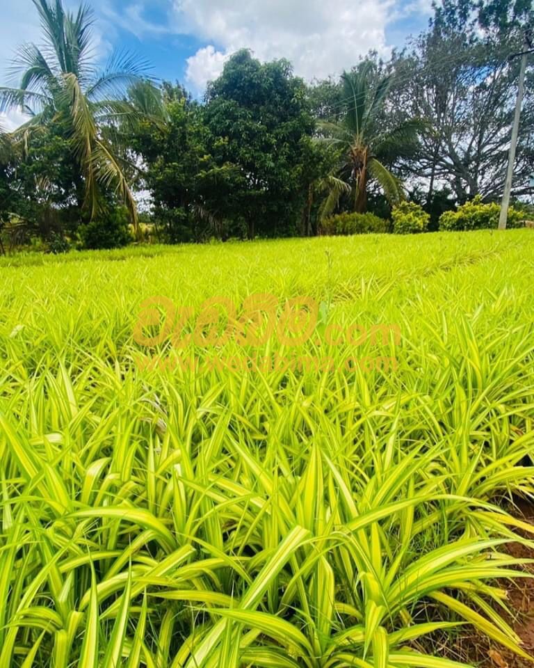 Cover image for ornamental grass landscape design in sri lanka