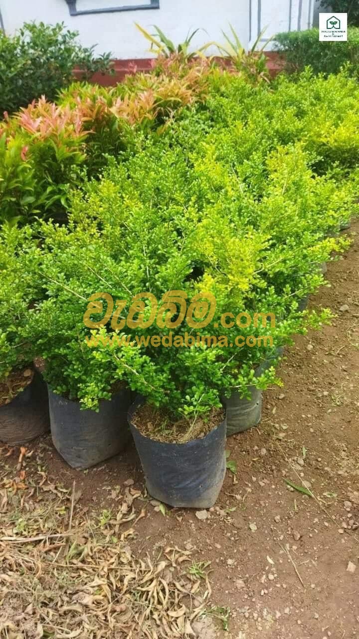 planting work suppliers and services in Sri Lanka