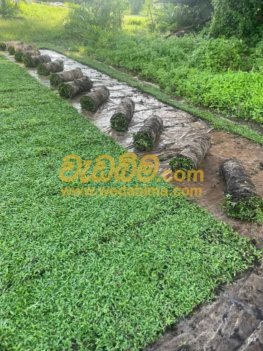 Malaysian grass in Colombo price