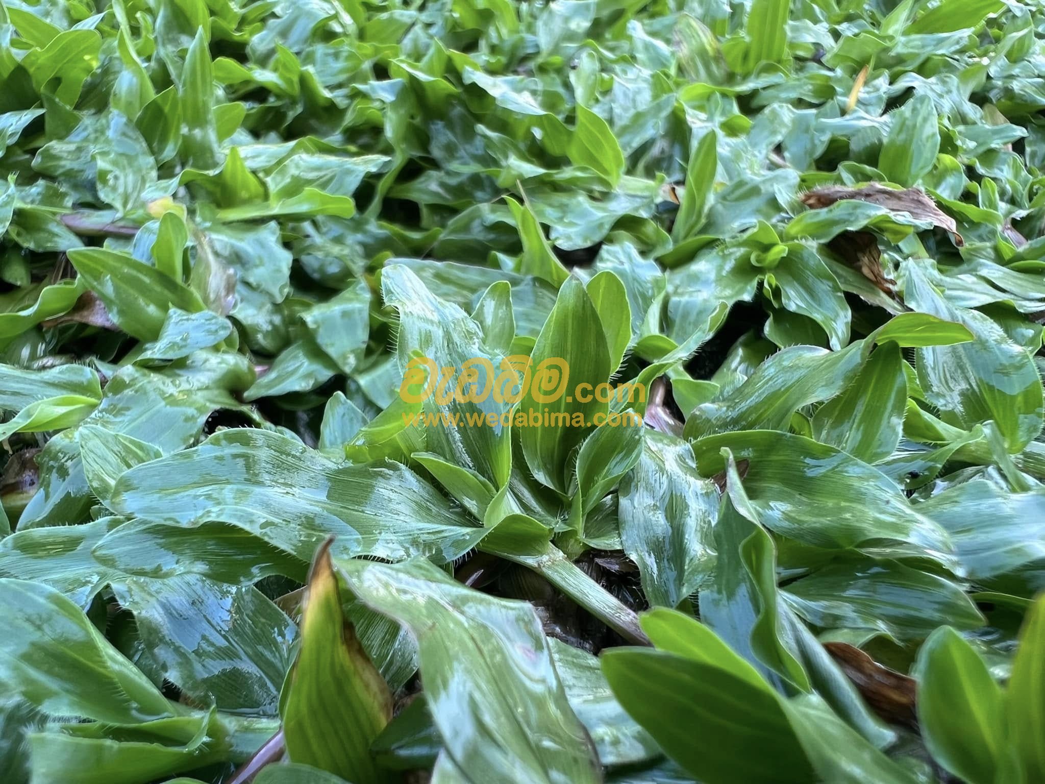 Cover image for Malaysian grass supplier in Weliweriya