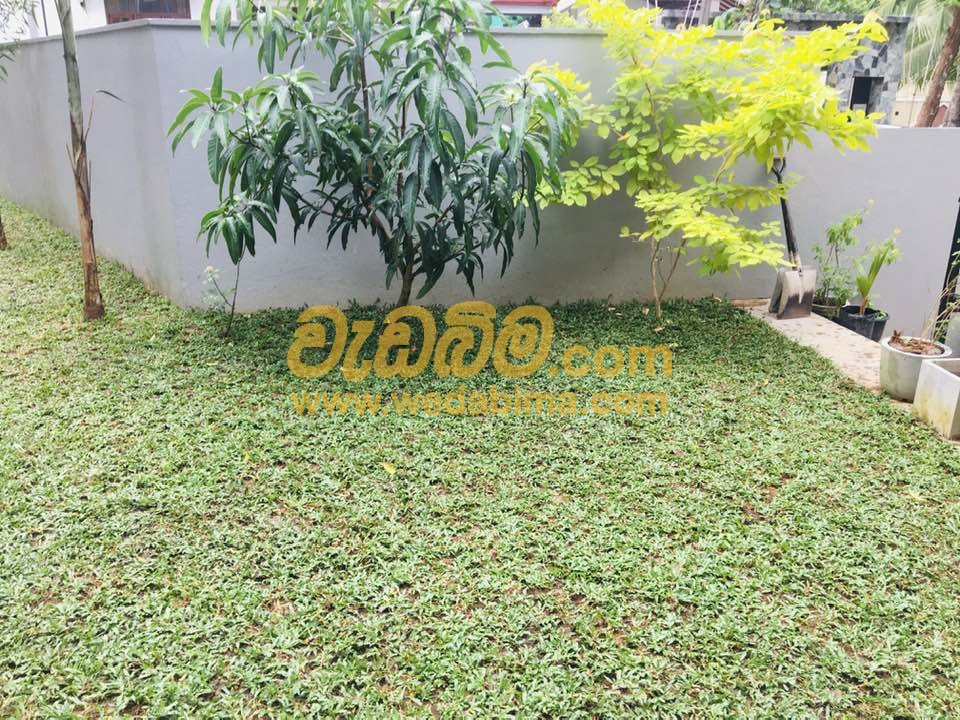 landscaping solution in Weliweriya