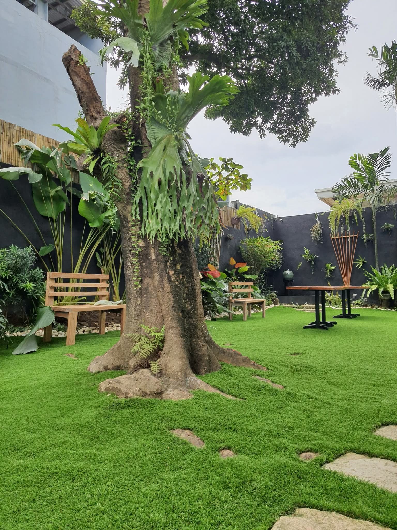 Malaysian Grass Suppliers In Wennappuwa