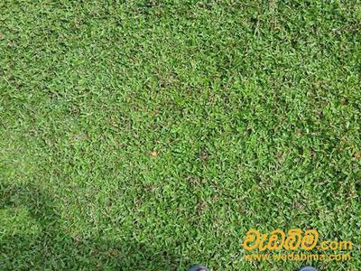 Cover image for Malaysian Grass