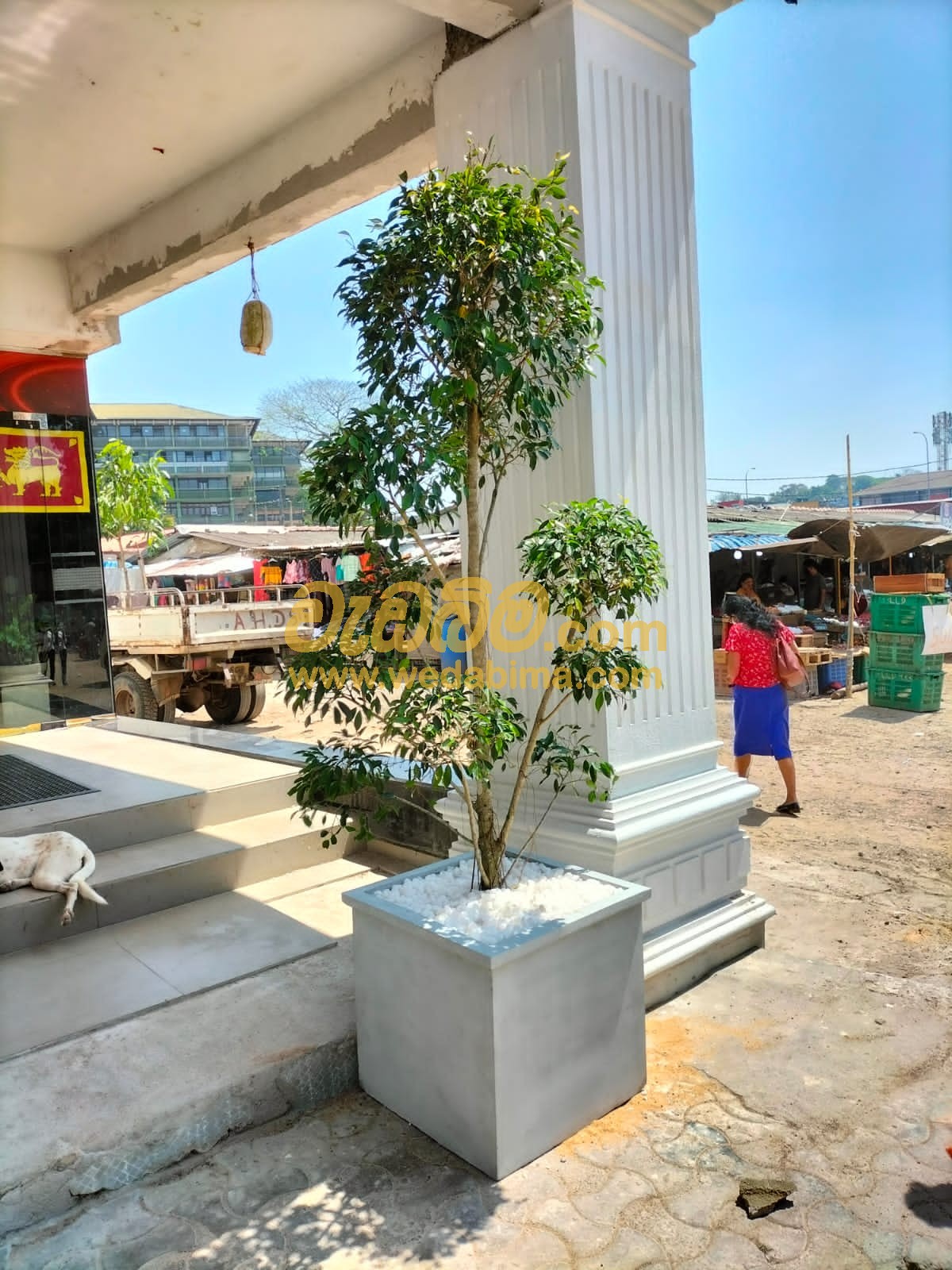 Indoor Plants & Outdoor Plants - Sri Lanka