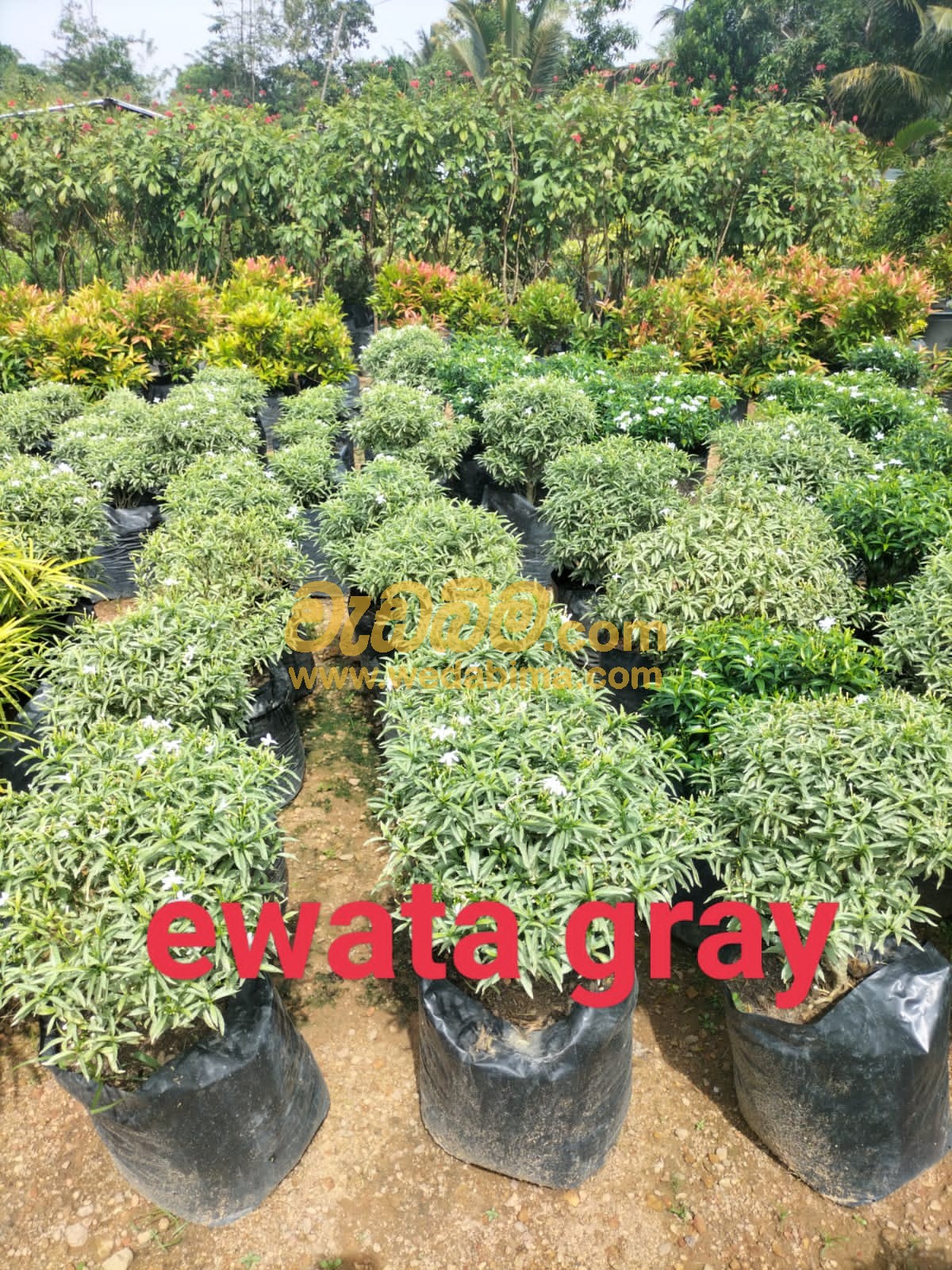 Cover image for home garden plants in sri lanka
