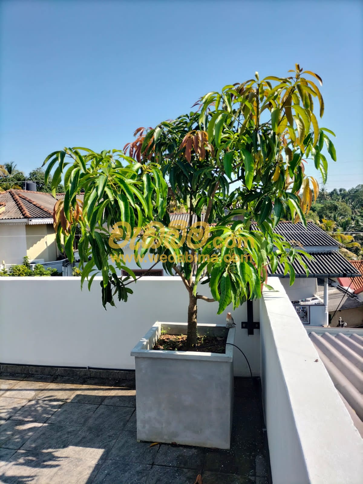 OutDoor Plants Sri Lanka
