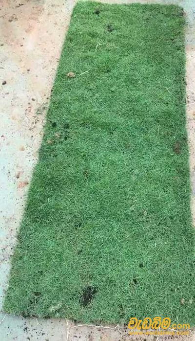 Australian Grass