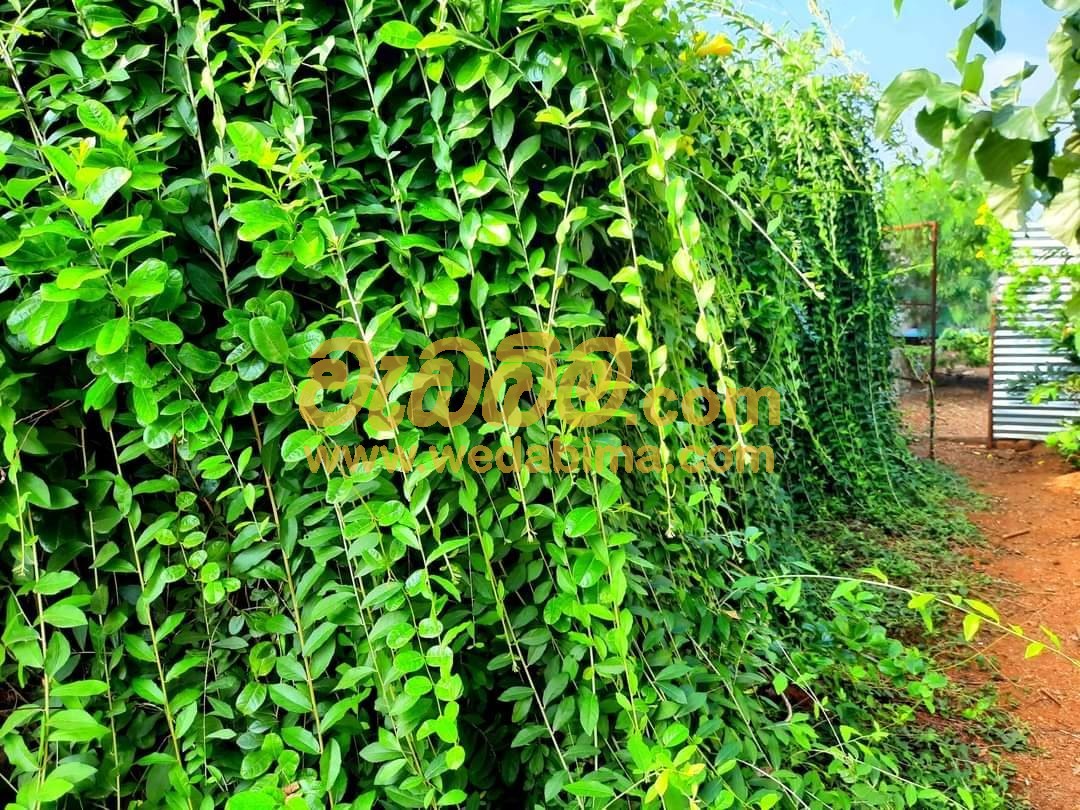 Cover image for Curtain Creepers for Sale in Sri Lanka - Kurunegala