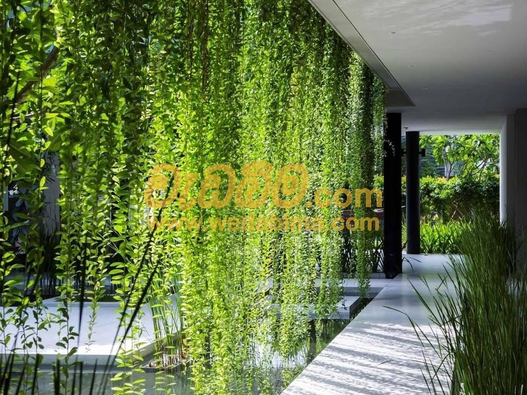 Green Curtain Plants - Kurunegala