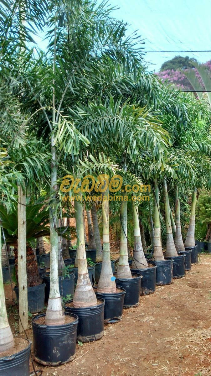 Cover image for Garden Plants in Sri Lanka