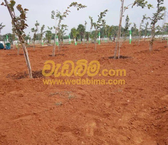 Other image 202507/wedabima.com_vmEP7fhJiNfXdaPi3XJvTGOFB67gihr9cAcjdt3n.jpeg