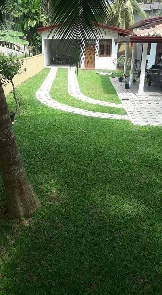 Other image 202508/australian-grass-price-in-ja-ela-wedabima-3ae365db6f.jpg