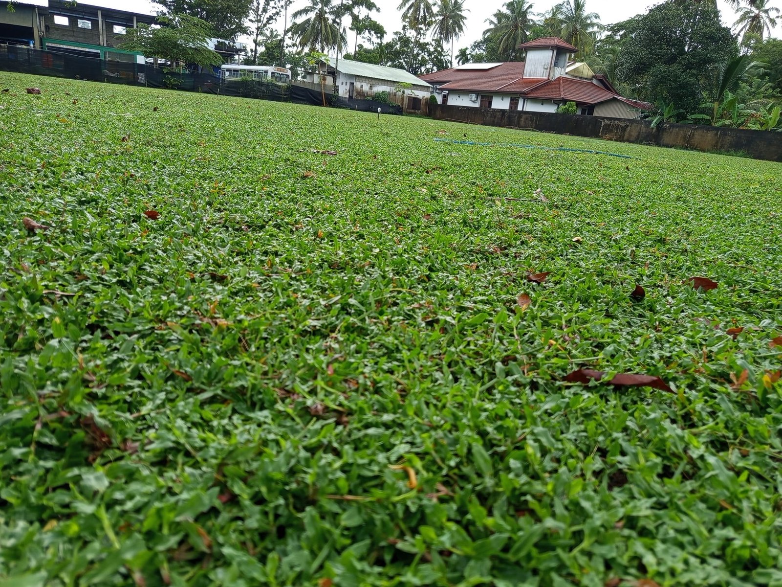 Other image 202508/australian-grass-suppliers-in-negombo-wedabima-cabe6085ce.jpg