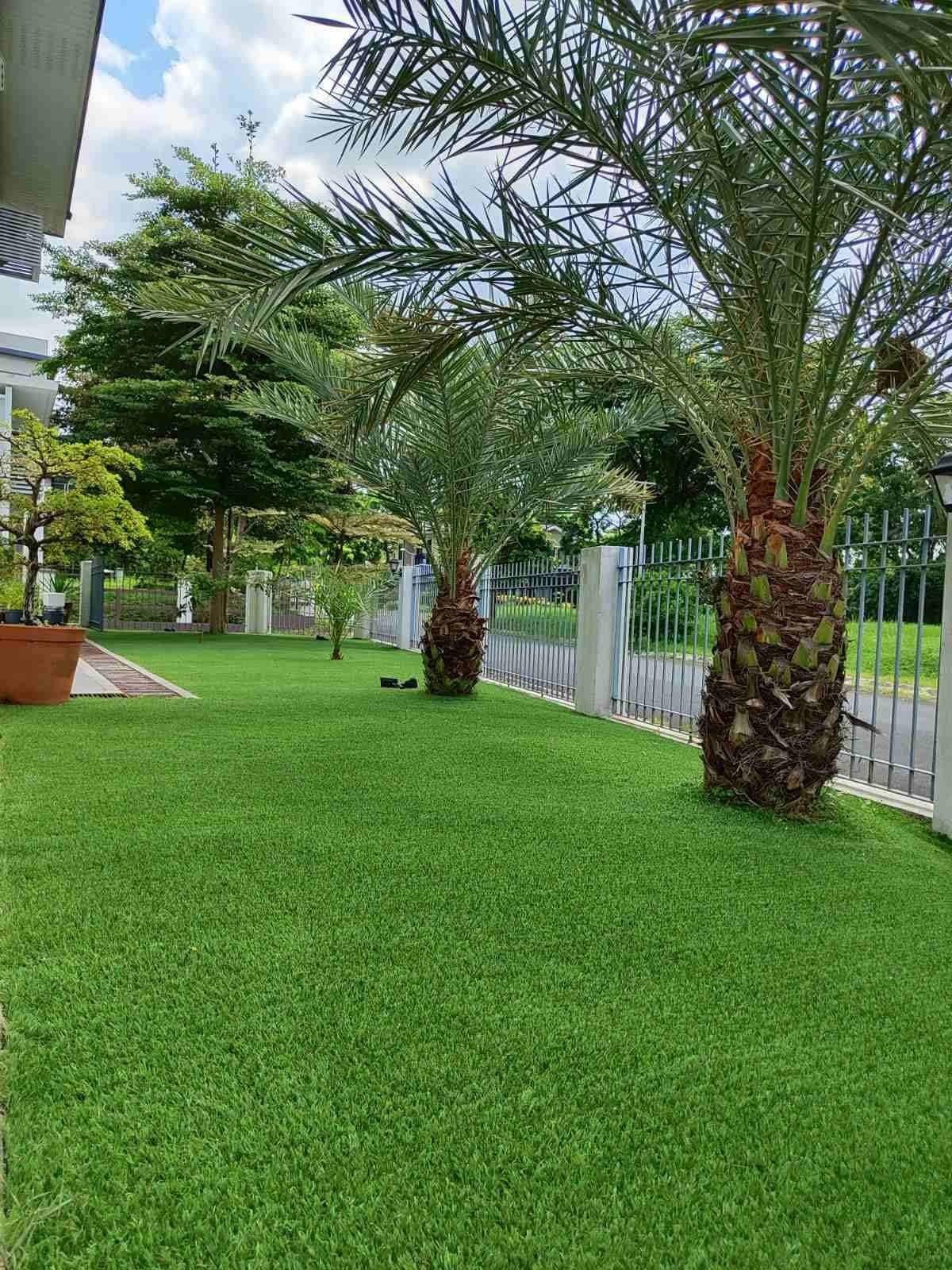 Other image 202508/malaysian-grass-price-in-halawatha-wedabima-e86ca7e7e0.jpg