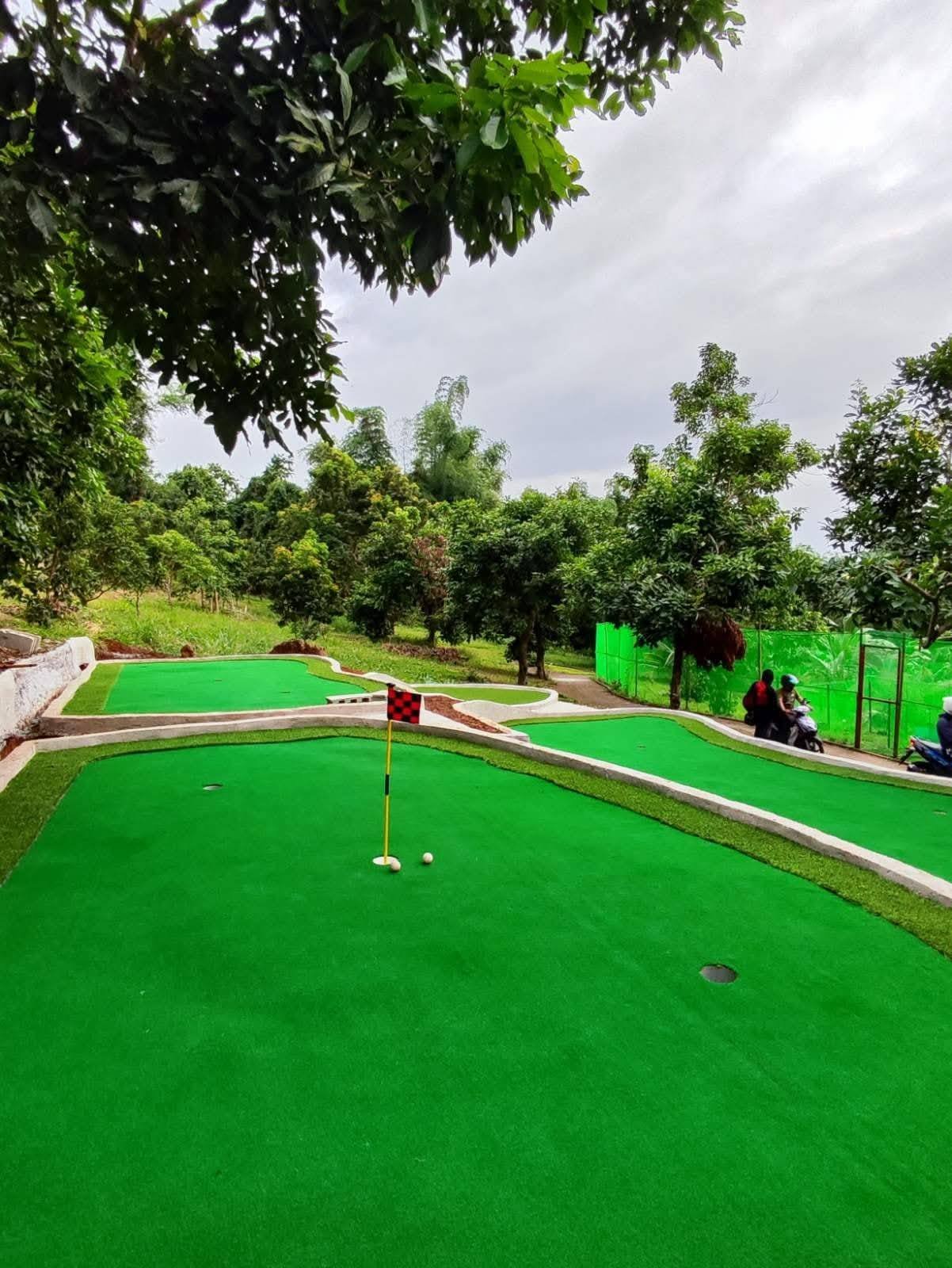 Other image 202508/malaysian-grass-suppliers-in-wennappuwa-wedabima-09b6d560ee.jpg