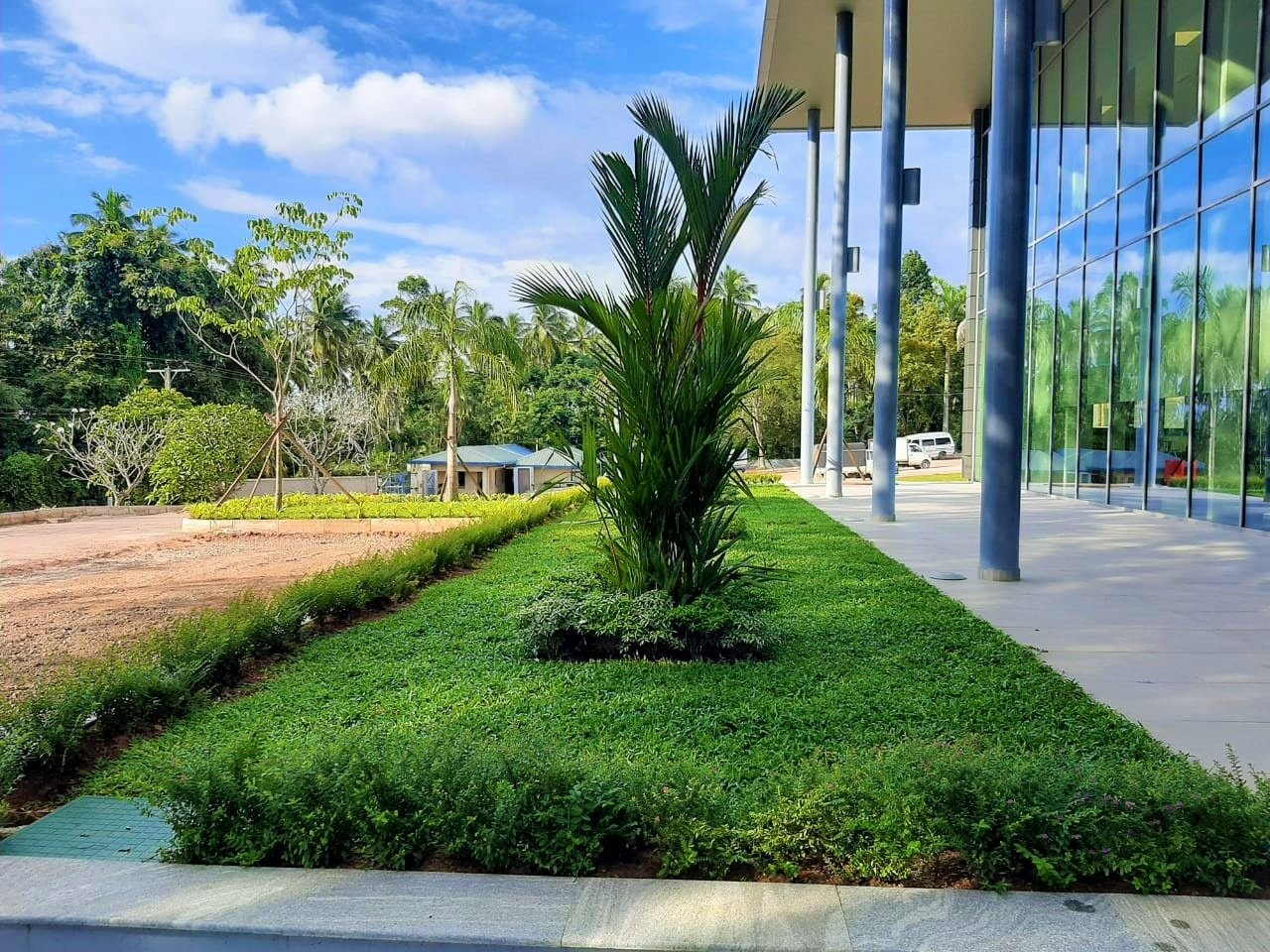 Other image 202508/malaysian-grass-suppliers-in-wennappuwa-wedabima-92e1634028.jpg