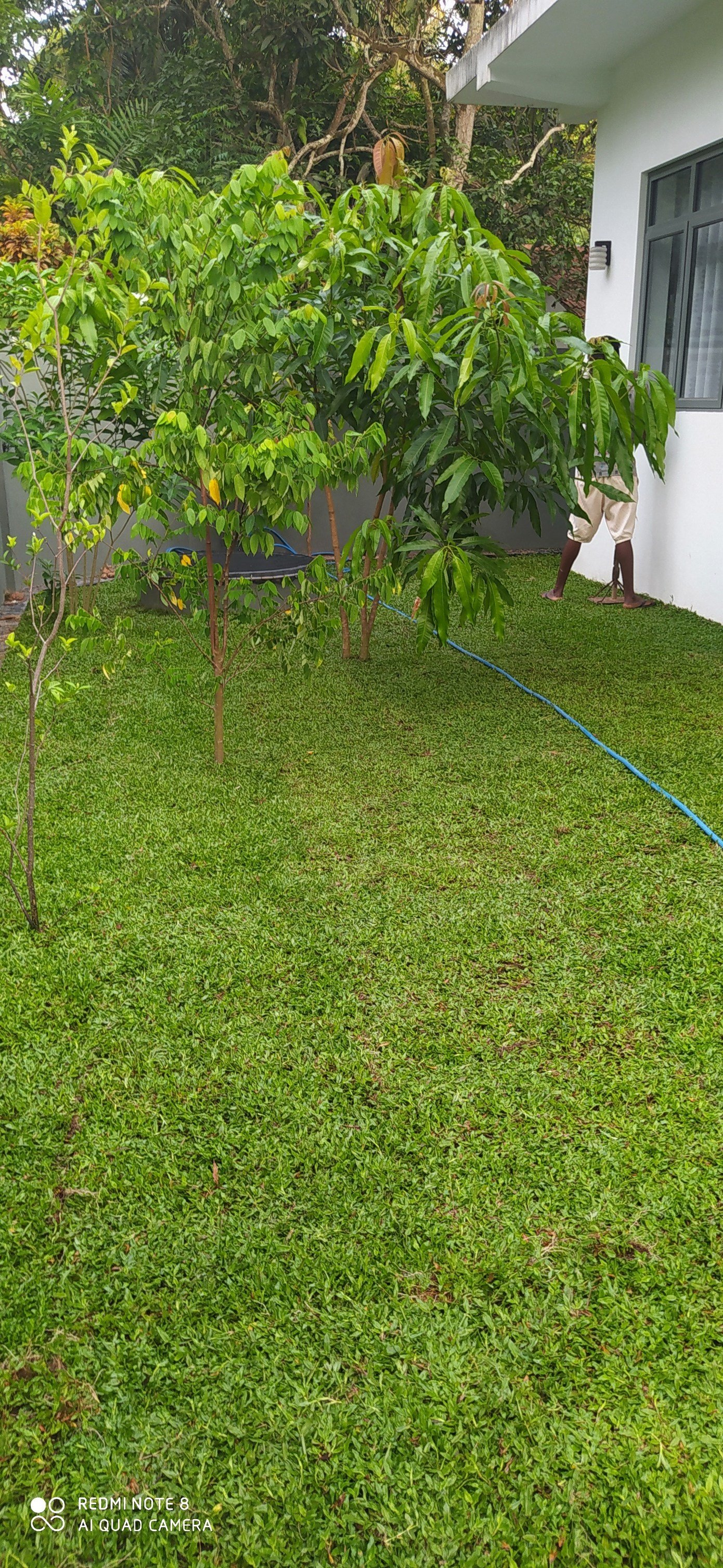Other image 202508/malaysian-grass-suppliers-in-wennappuwa-wedabima-bac3644d37.jpg