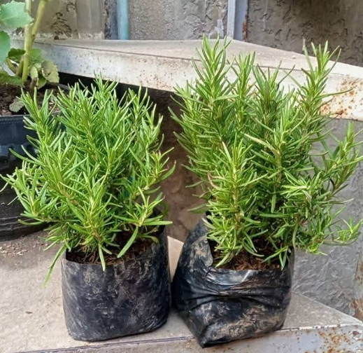 Other image 202508/outdoor-plant-sale-price-in-colombo-wedabima-199bff4dbe.png