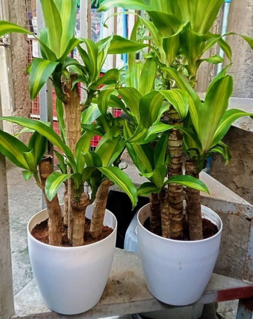 Other image 202508/outdoor-plant-sale-price-in-colombo-wedabima-1c95a68e6f.png