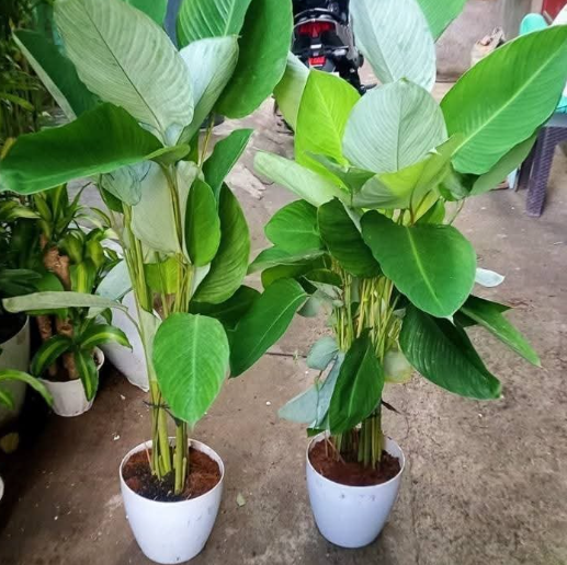 Other image 202508/outdoor-plant-sale-price-in-colombo-wedabima-8190f11d19.png