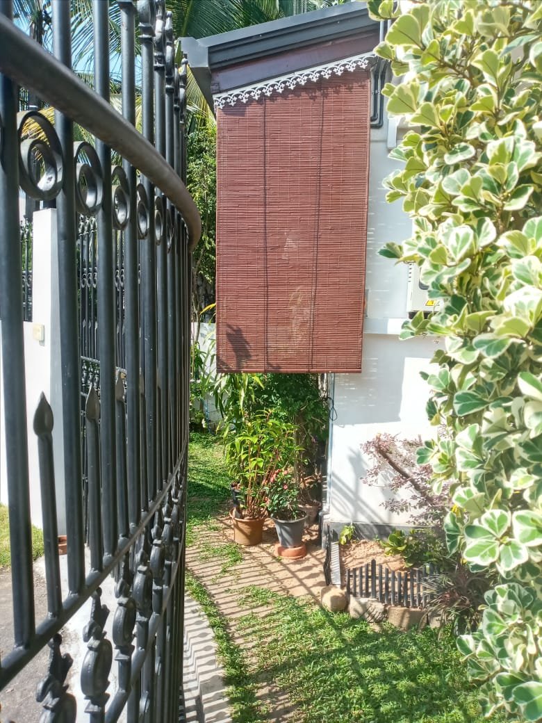 Other image 202509/bata-palali-in-sri-lanka-wedabima-1f015017dc.jpeg