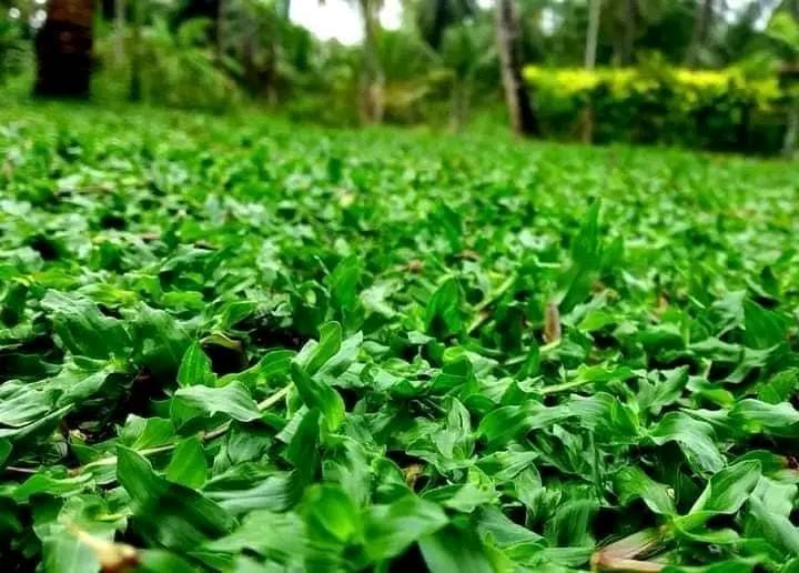 Other image 202510/australian-grass-fixing-kotte-wedabima-ba2d7a1686.jpg