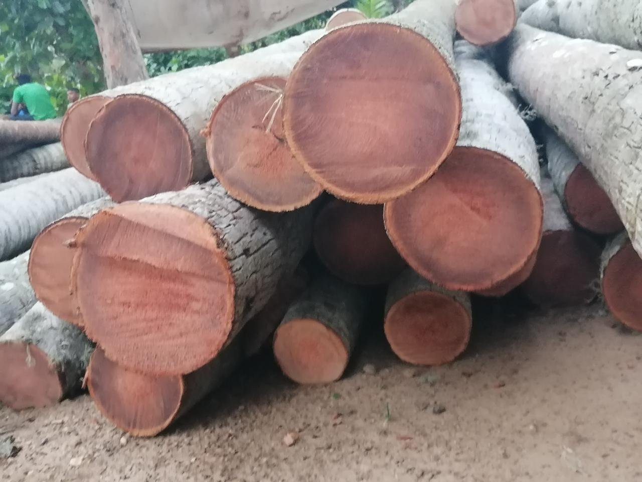 Other image 202510/jack-timber-prices-in-colombo-wedabima-e28eff311d.jpeg