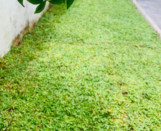 Other image 202511/residential-landscaping-project-malwana-sri-lanka-wedabima-94f3f4ed37.png